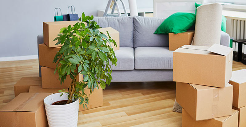 house-plants-moving