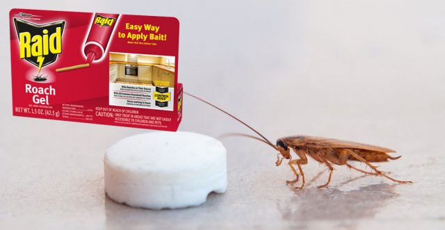 How to Get Rid of Cockroaches from Home & Kitchen Effectively?