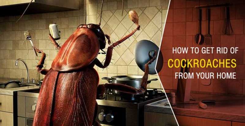 How to Get Rid of Cockroach from Home & Kitchen Effectively?