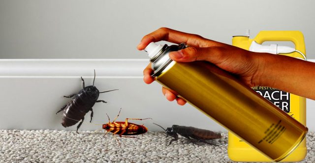 How to Get Rid of Cockroach at Home, Best Methods to Get Rid of Cockroaches - How To Get Rid Of A Heavy Roach Infestation