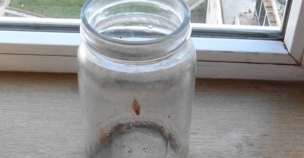 water-jars-roach-trap