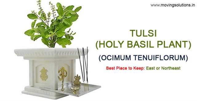12 Vastu Plants (Feng Shui Plants) to Defend Your Home Against Evil Eyes