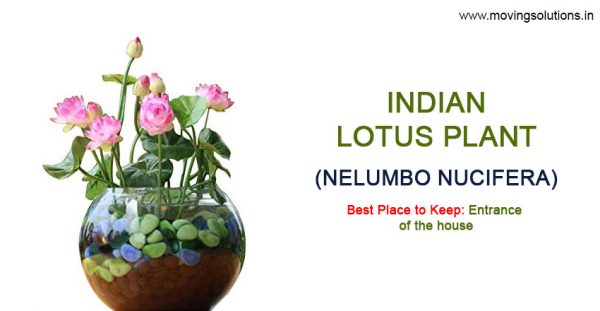 Lotus-Indoor-Plant