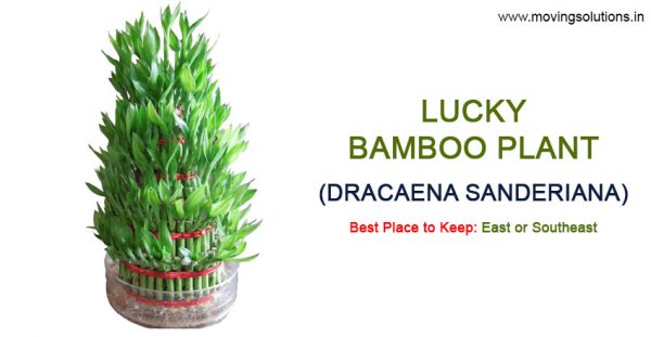 Lucky-Bamboo-Plant