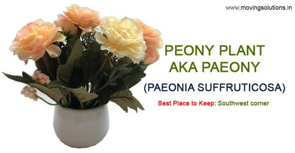 Peony-Feng-Shui-Plant
