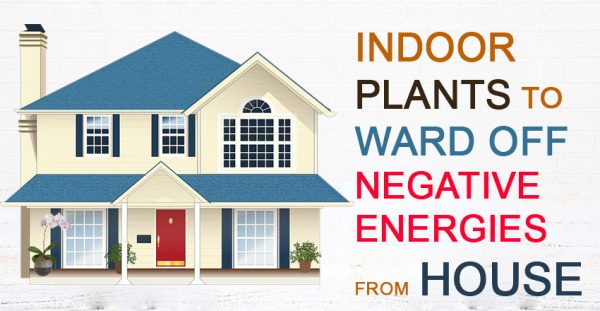 Vastu-Plants-to-Ward-Off-Negative-Energies-from-House