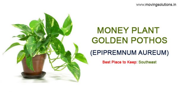 money-plant-golden-pothos