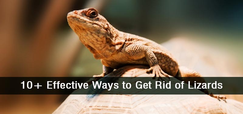 10 Highly Effective & Lesser Known Ways to Get Rid of Lizards