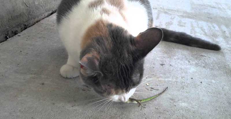 keep-cat-at-home-to-get-rid-of-lizard